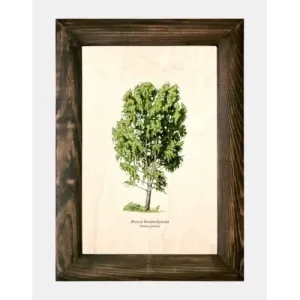 Galeria drzew na drewnie - Brzoza brodawkowata | Sztuka natury w 