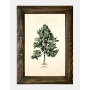 Galeria drzew na drewnie - Daglezja zielona wspaniale ozdobi Twoj