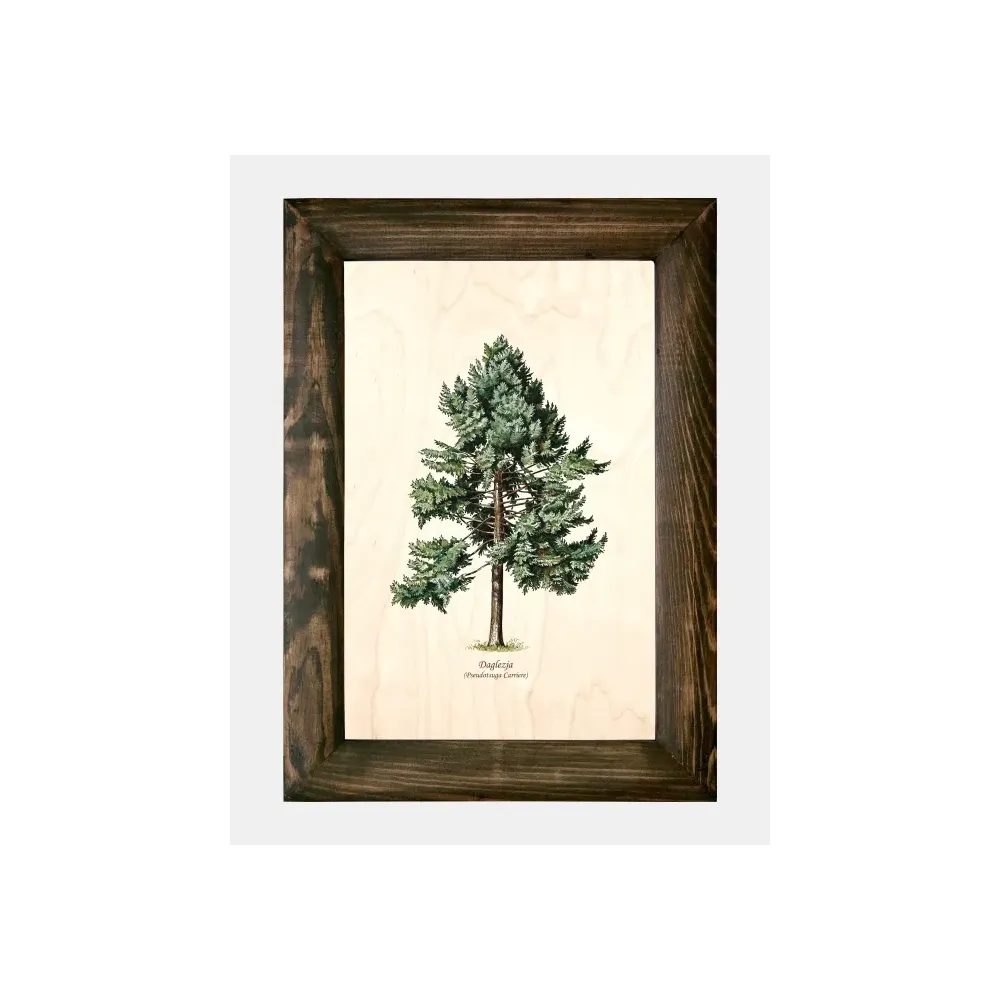 Galeria drzew na drewnie - Daglezja zielona wspaniale ozdobi Twoj