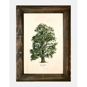 Galeria drzew na drewnie - Dąb bezszypułkowy | Unikatowe rzeźb