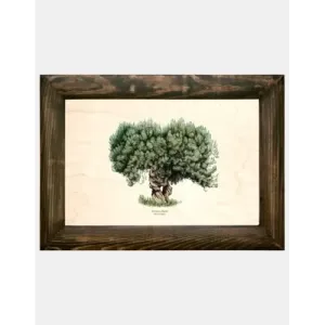 Galeria drzew na drewnie - Drzewo oliwne do wnętrz