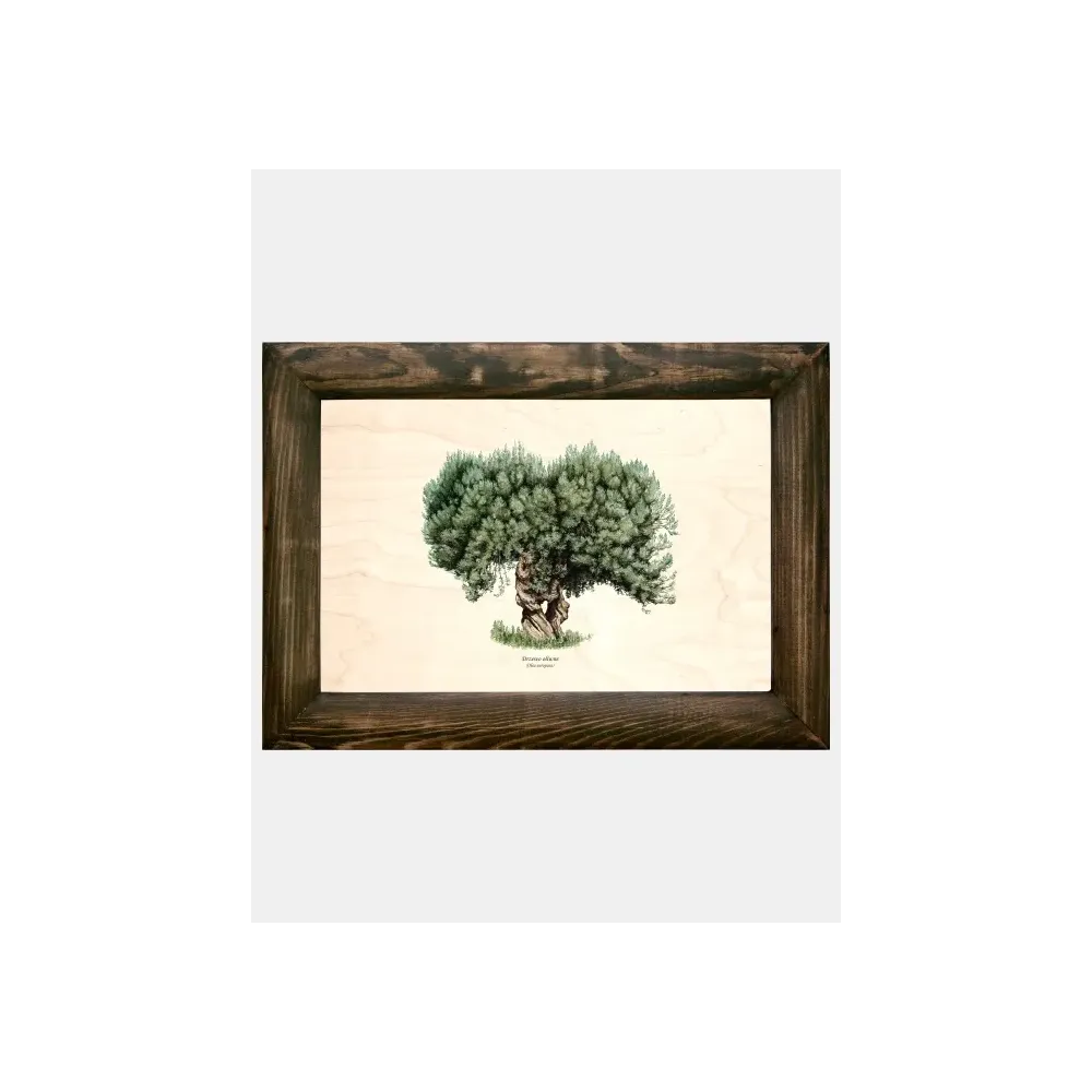 Galeria drzew na drewnie - Drzewo oliwne do wnętrz