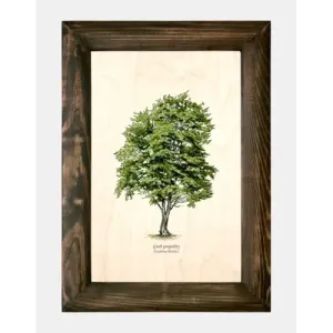 Galeria drzew na drewnie - Grab pospolity: Oryginalne rzeźby z g