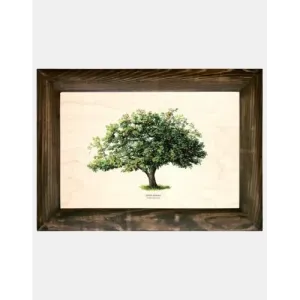 Galeria drzew na drewnie - Jabłoń domowa w sklepie online