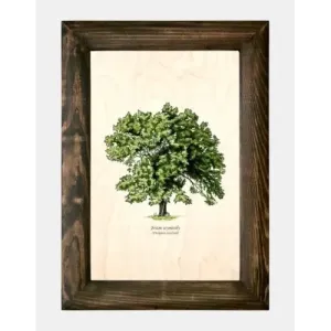 Galeria drzew na drewnie - Jesion wyniosły | Wyjątkowe ręcznie