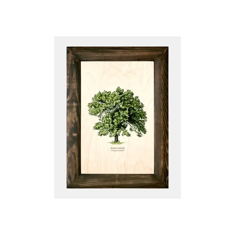 Galeria drzew na drewnie - Jesion wyniosły | Wyjątkowe ręcznie