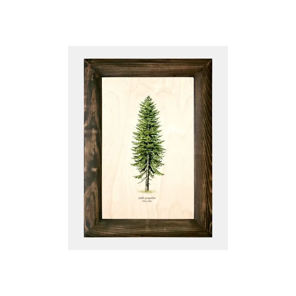 Galeria drzew na drewnie - Jodła pospolita | Unikalne ręcznie w