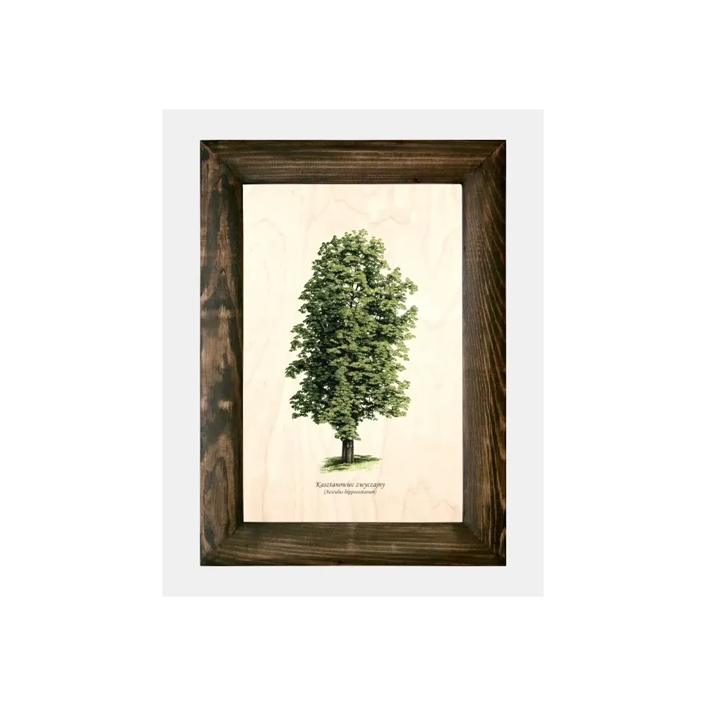 Galeria drzew na drewnie - Kasztanowiec zwyczajny | Wyjątkowe dr
