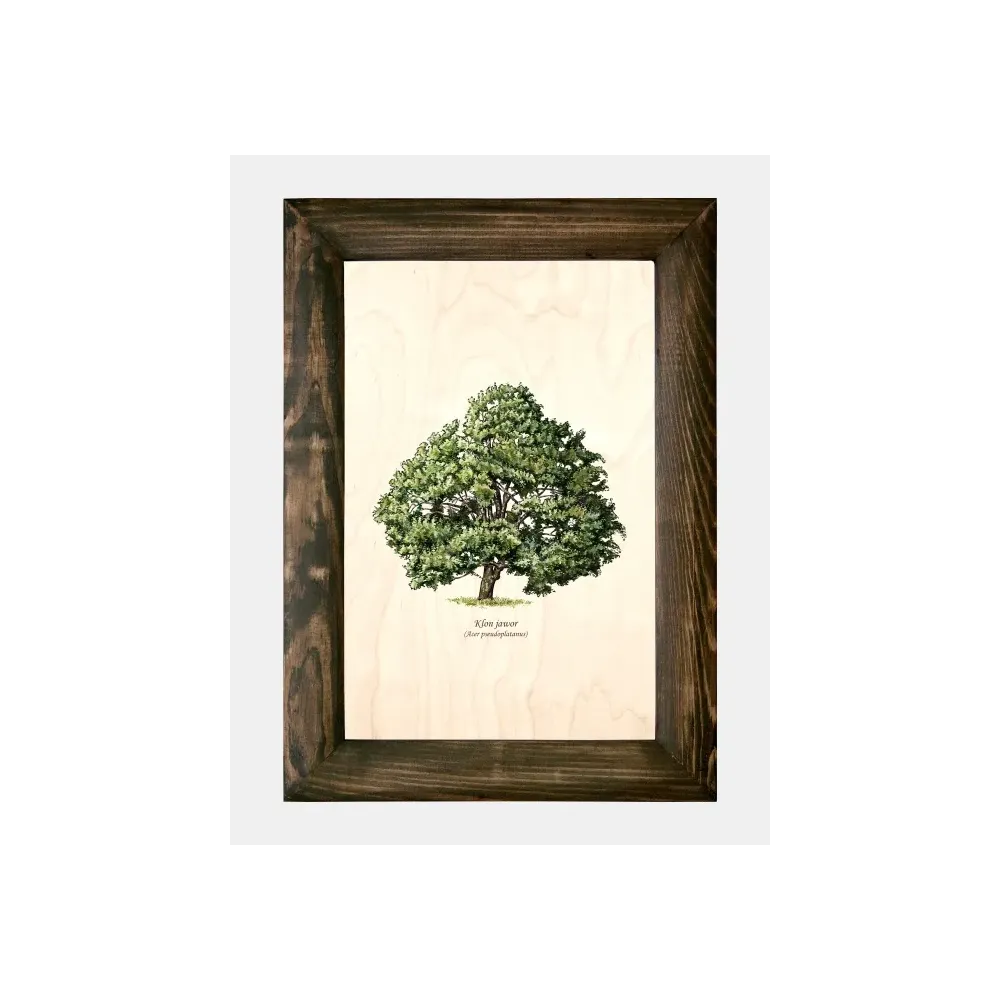 Galeria drzew na drewnie - Klon jawor | Unikatowe ręcznie wykona