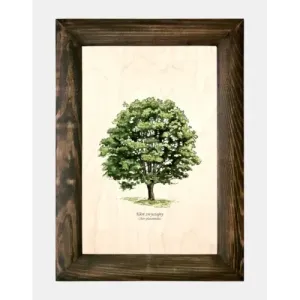 Galeria drzew na drewnie - Klon zwyczajny | Wyjątkowe obrazy nat