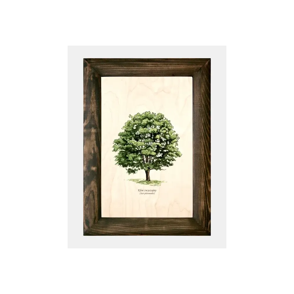 Galeria drzew na drewnie - Klon zwyczajny | Wyjątkowe obrazy nat
