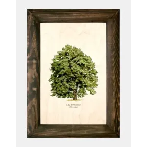 Galeria drzew na drewnie - Lipa drobnolistna | Unikalne ręcznie 