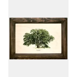 Galeria drzew na drewnie - Lipa szerokolistna | Unikalne dekoracj