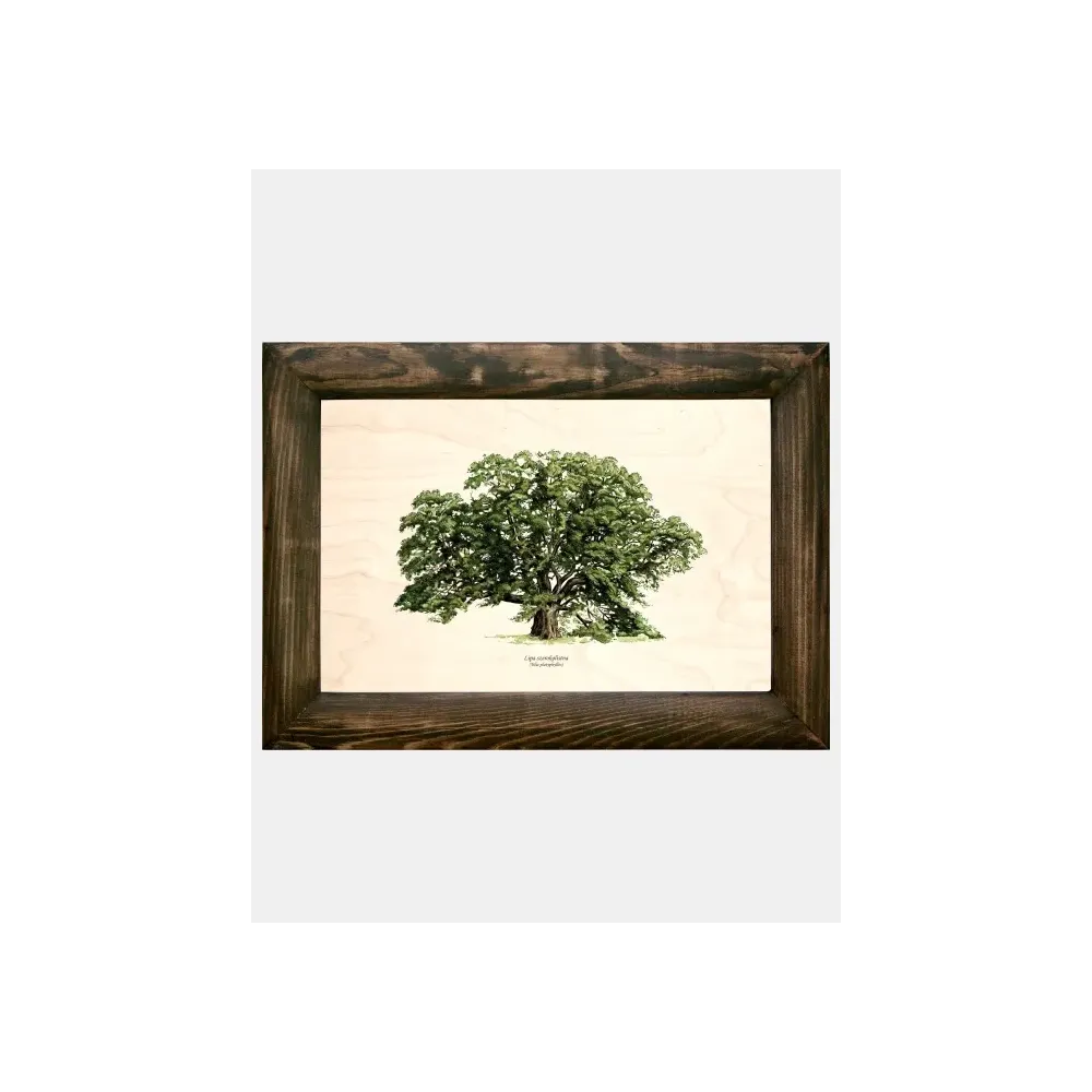 Galeria drzew na drewnie - Lipa szerokolistna | Unikalne dekoracj