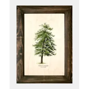 Galeria drzew na drewnie - Modrzew europejski | Wyjątkowe fotogr