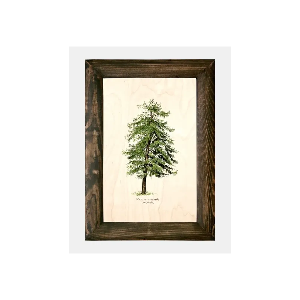 Galeria drzew na drewnie - Modrzew europejski | Wyjątkowe fotogr