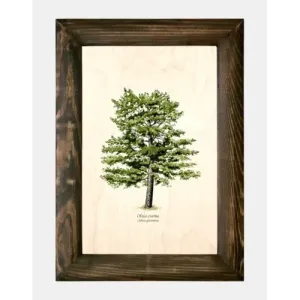 Galeria drzew na drewnie - Olsza czarna do Twojego wnętrza