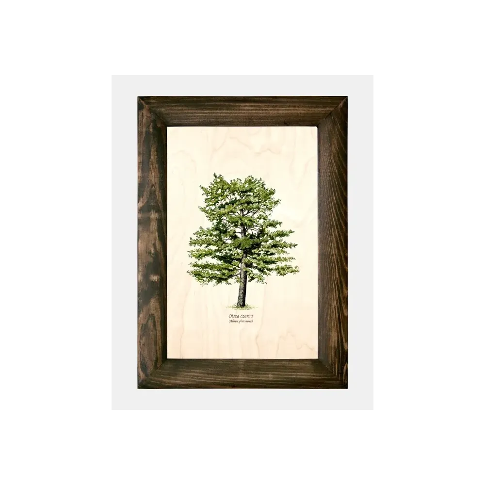 Galeria drzew na drewnie - Olsza czarna do Twojego wnętrza