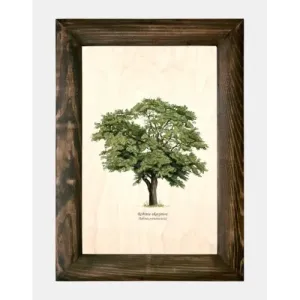 Galeria drzew na drewnie - Robinia akacjowa | Unikatowe rzeźby d