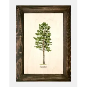 Galeria drzew na drewnie - Sosna pospolita | Sztuka z natury
