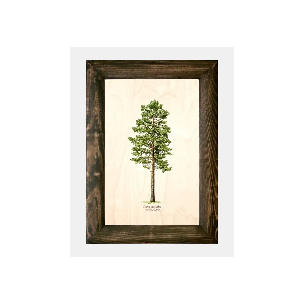 Galeria drzew na drewnie - Sosna pospolita | Sztuka z natury