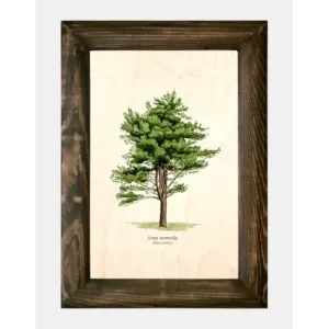 Galeria drzew na drewnie - Sosna wejmutka | Wyjątkowe dzieło sz