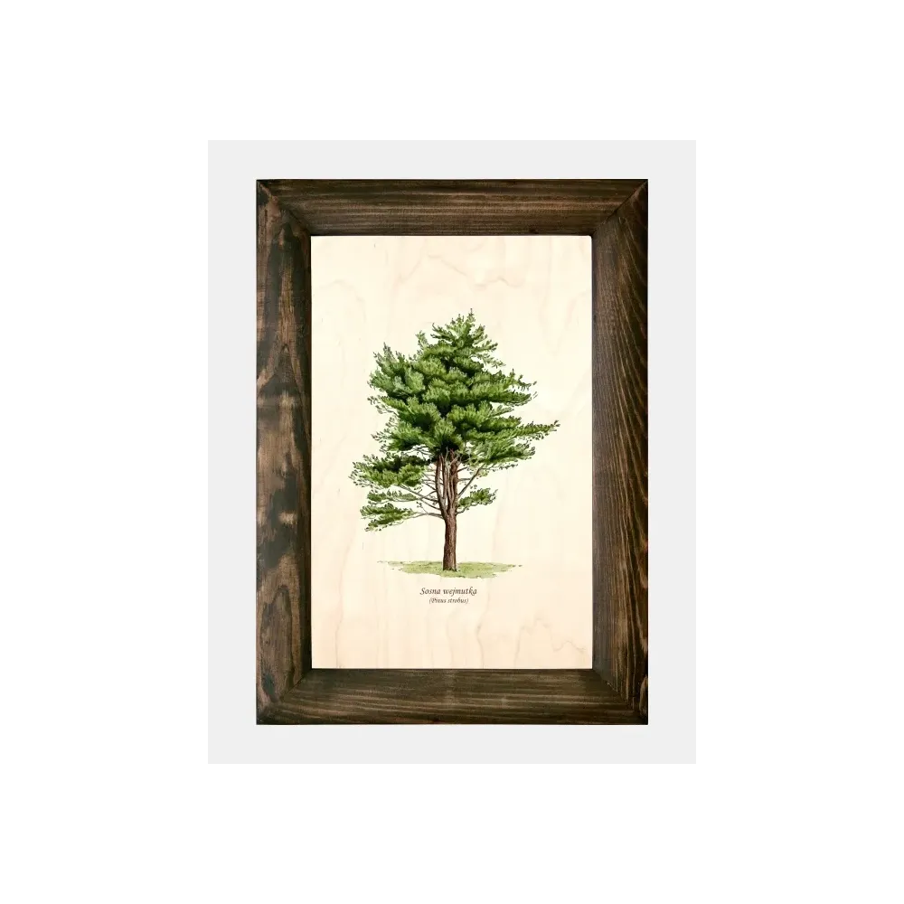 Galeria drzew na drewnie - Sosna wejmutka | Wyjątkowe dzieło sz