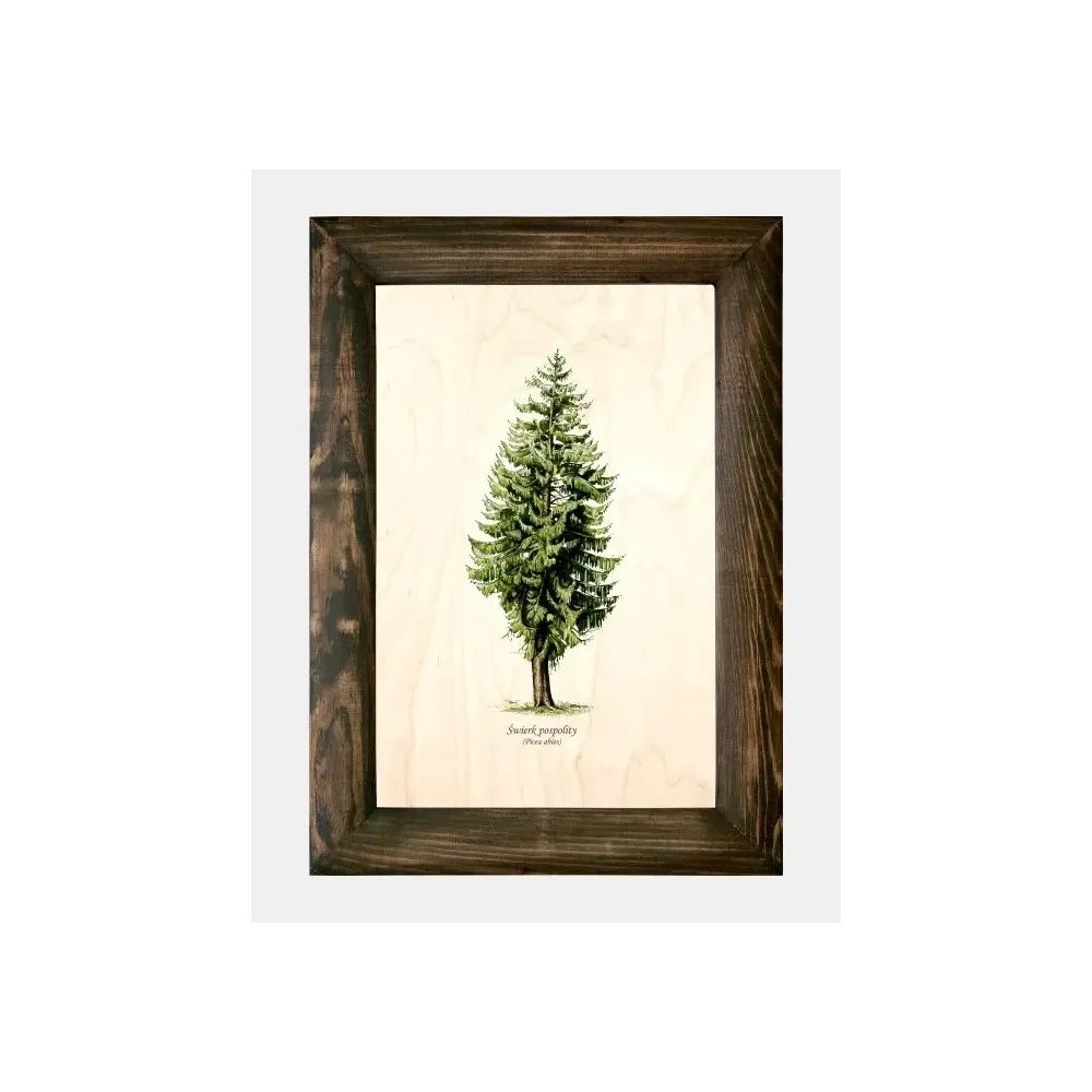 Galeria drzew na drewnie - Świerk pospolity | Wyjątkowe dzieło