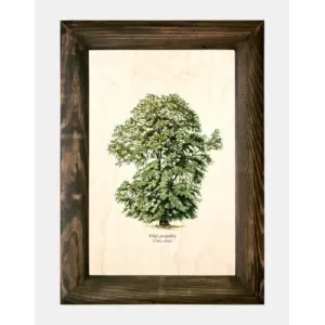 Galeria drzew na drewnie - Wiąz pospolity | Unikalne ręcznie wy