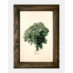 Galeria drzew na drewnie - Wierzba biała | Wyjątkowe zdjęcie d