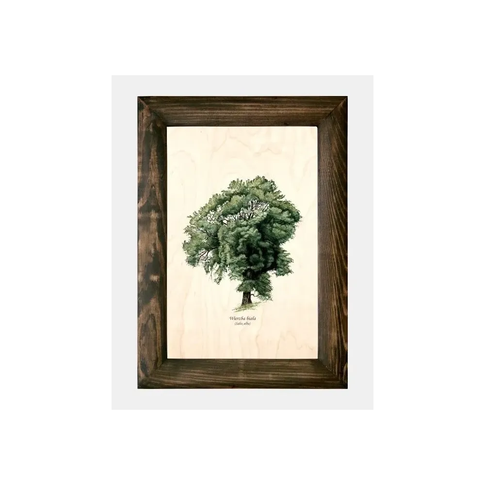 Galeria drzew na drewnie - Wierzba biała | Wyjątkowe zdjęcie d