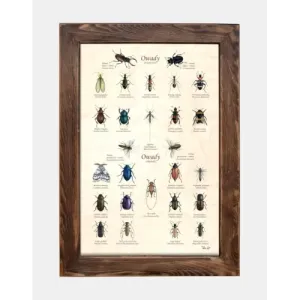 Tablica drewniana - Owady pożyteczne i szkodniki do ogrodu