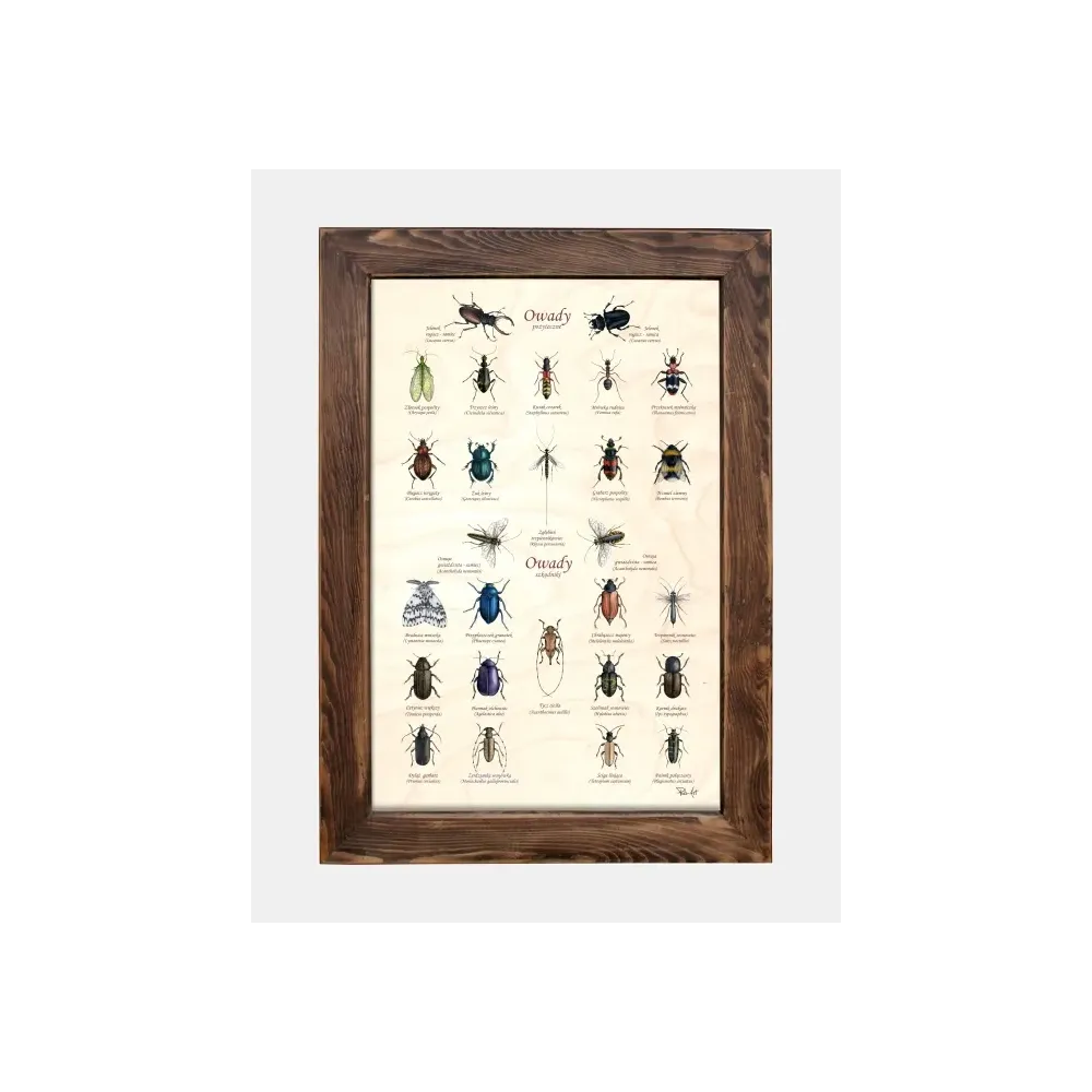 Tablica drewniana - Owady pożyteczne i szkodniki do ogrodu