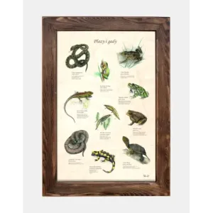Tablica drewniana - Płazy i gady | Sklep zoologiczny online