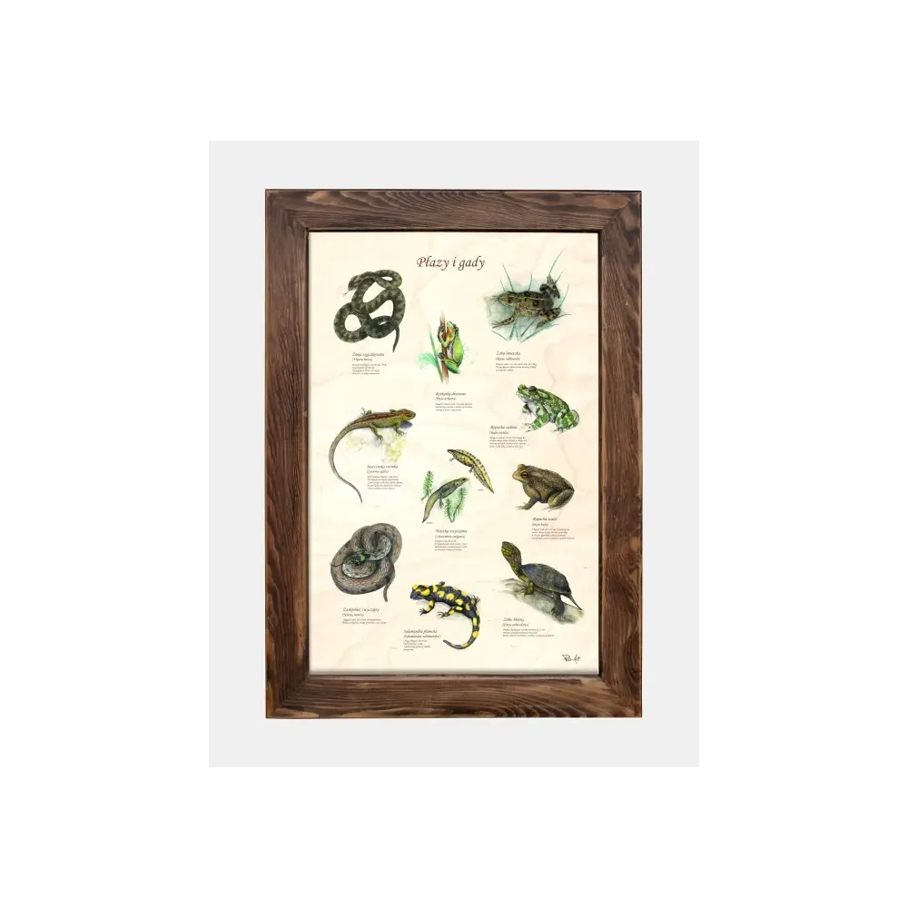 Tablica drewniana - Płazy i gady | Sklep zoologiczny online
