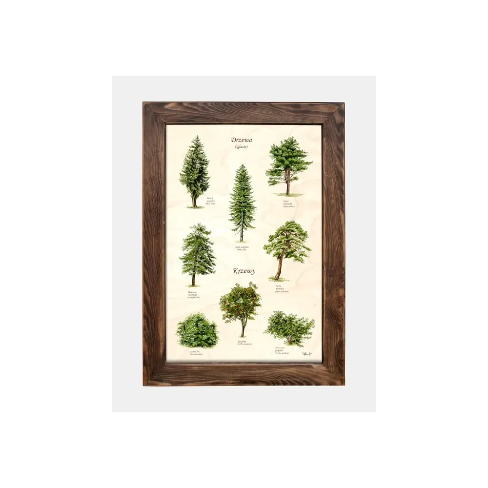Tablica drewniana - Drzewa iglaste i krzewy | Sklep ogrodniczy