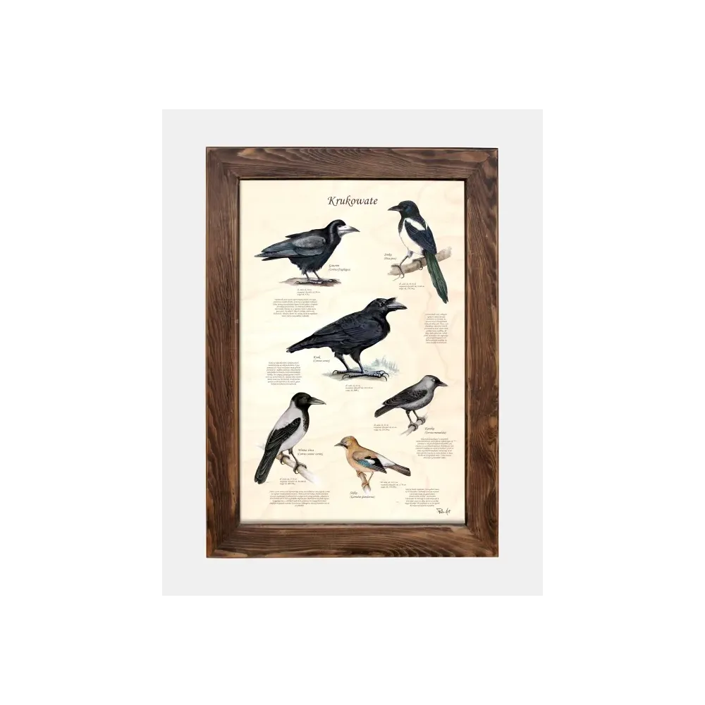 Tablica drewniana - Krukowate | Dla miłośników kruków