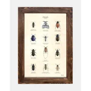 Tablica drewniana z motywem owadów szkodników - Idealna dekorac