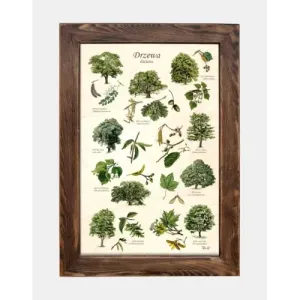 Tablica drewniana - Drzewa liściaste do dekoracji wnętrz