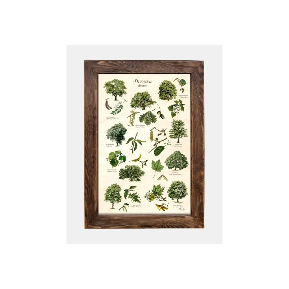 Tablica drewniana - Drzewa liściaste do dekoracji wnętrz