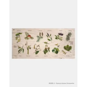 Stół edukacyjny "Owoce drzew i krzewów" - Dębowe meble edukac