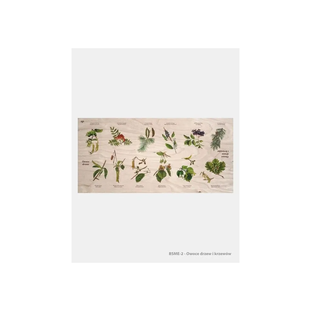 Stół edukacyjny "Owoce drzew i krzewów" - Dębowe meble edukac