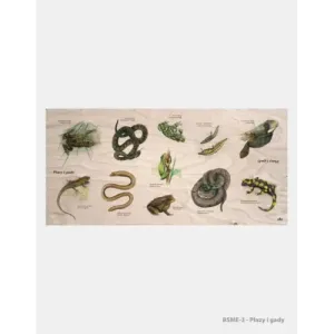 Dębowe meble edukacyjne - stół edukacyjny "Płazy i gady"