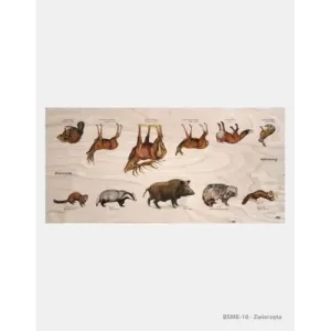 Stół edukacyjny "Zwierzęta" - Dębowe meble edukacyjne