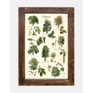 Tablica drewniana - Drzewa liściaste