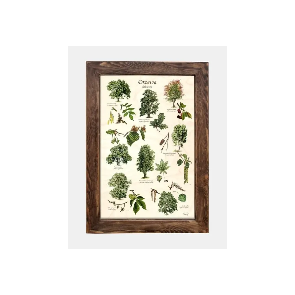 Tablica drewniana - Drzewa liściaste