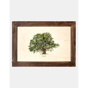 Tablica drewniana - Dąb szypułkowy