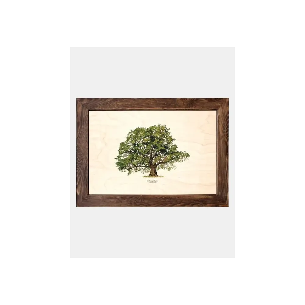 Tablica drewniana - Dąb szypułkowy