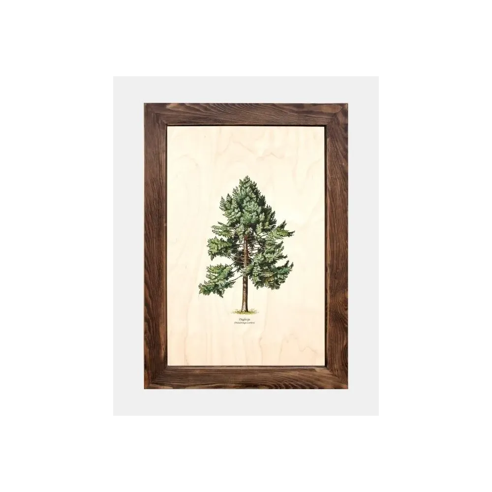 Tablica drewniana - Daglezja zielona