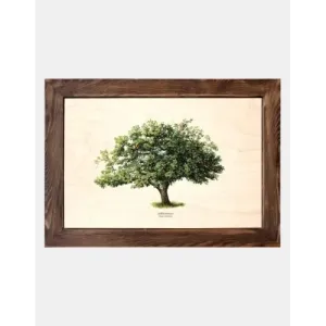 Tablica drewniana - Jabłoń domowa